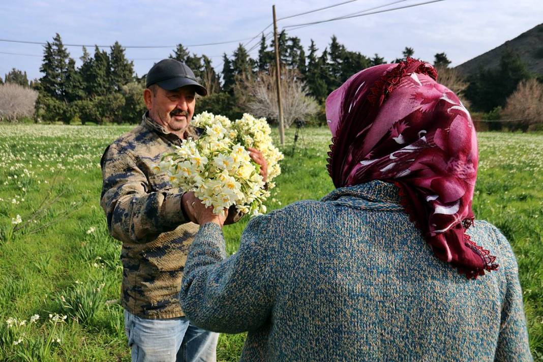Bir demeti tarlada 100-120 TL, tezgahta 150-200 TL! O kentte hasat başladı 12
